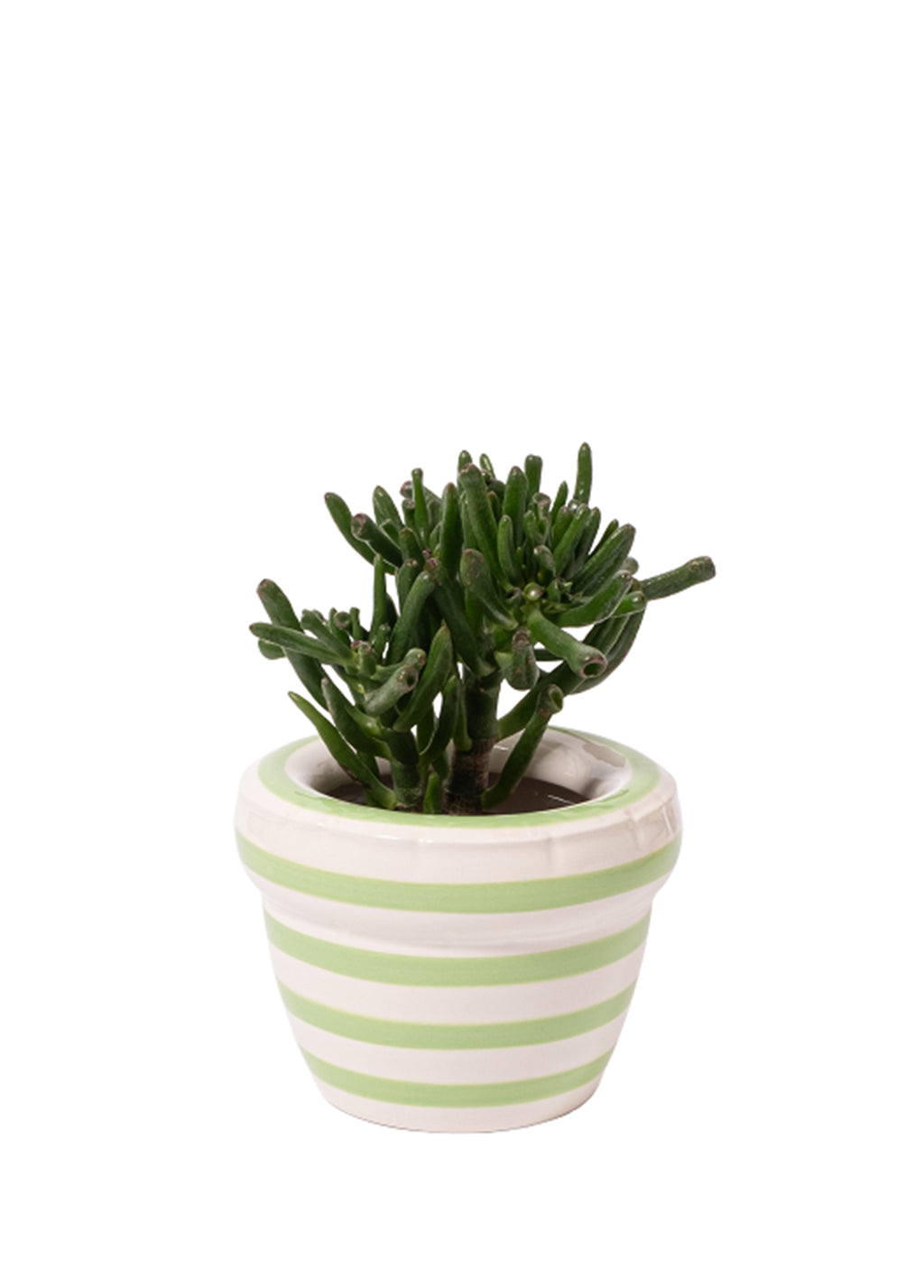STRIPES 'LOUIS'-PISTACHE