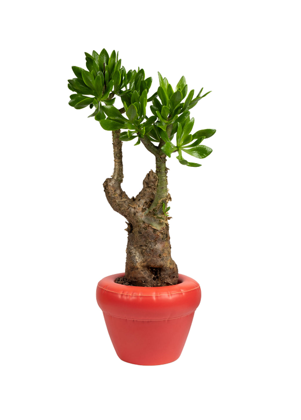 PIERRE-CORAL MATTE