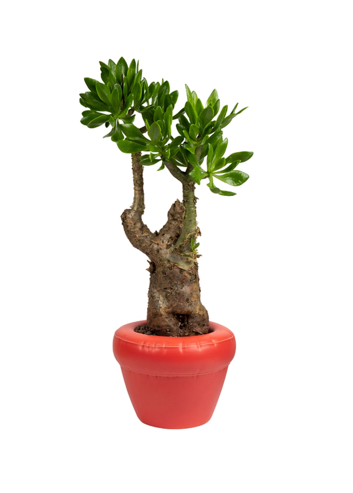 PIERRE-CORAL MATTE