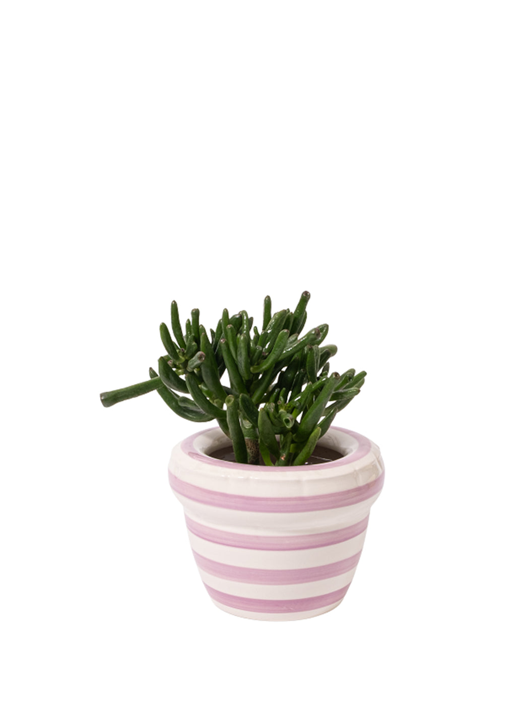 STRIPES 'LOUIS' Lavender