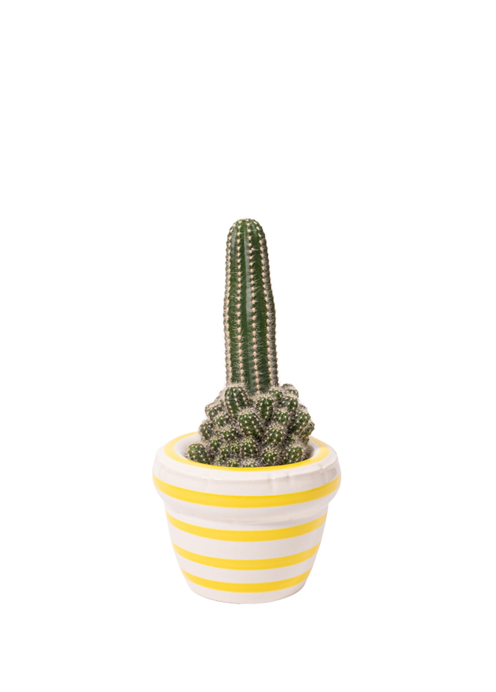 STRIPES 'LOUIS' Lemon